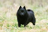 SCHIPPERKE 843